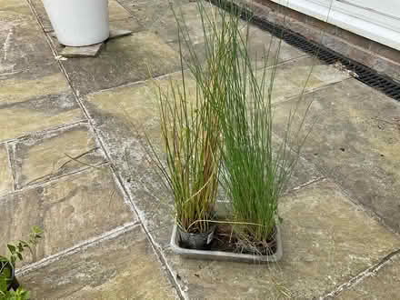 Photo of free Hard rush - pond plant (World’s End Burgess Hill) #1