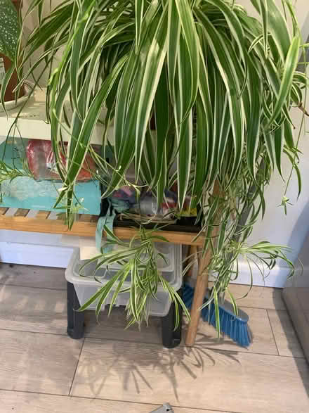 Photo of free Plant cuttings (Broadstairs CT10) #2