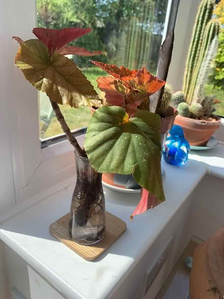 Photo of free Plant cuttings (Broadstairs CT10) #3
