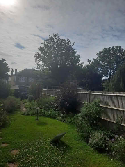 Photo of free Ash Tree seedling (Morden SM4) #2