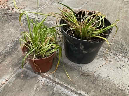 Photo of free Camassia bulbs (World’s End Burgess Hill) #1