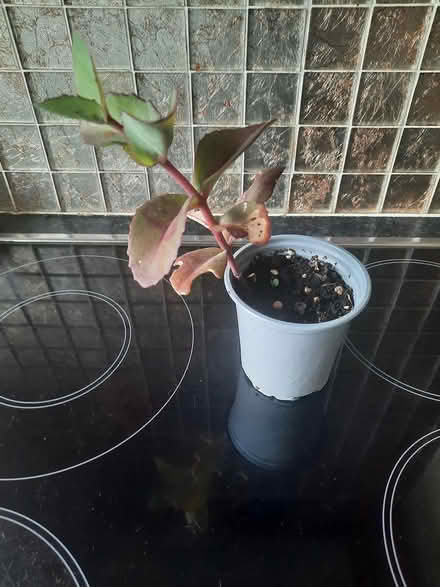 Photo of free Sedum cutting purple stems (Morden SM4) #2