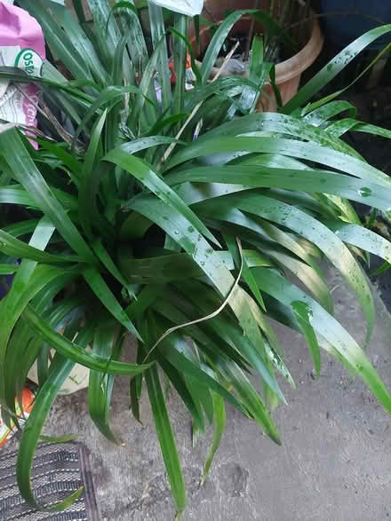 Photo of free Plants (Glebe) (glebe) #1