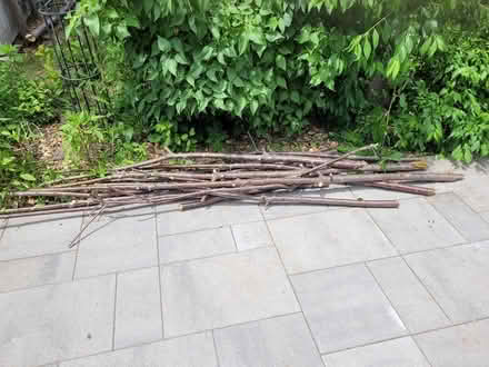 Photo of free Cherry tree branches (Dixie and Clark Bramalea) #1