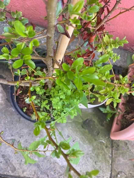 Photo of free Pyracanthus (red berries) (Sandyford) #1