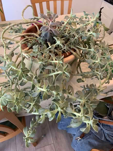 Photo of free Plant cuttings (Broadstairs CT10) #1
