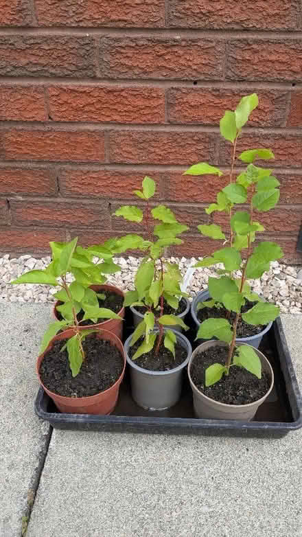 Photo of free Greengage plants (Caldy Valley CH3) #1