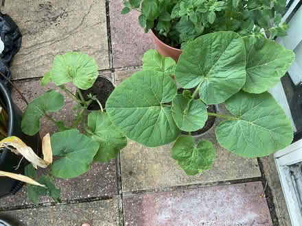 Photo of free plants (Mottingham) #2