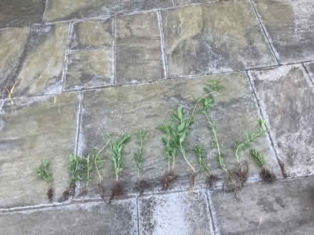 Photo of free Purple loosestrife (World’s End Burgess Hill) #3