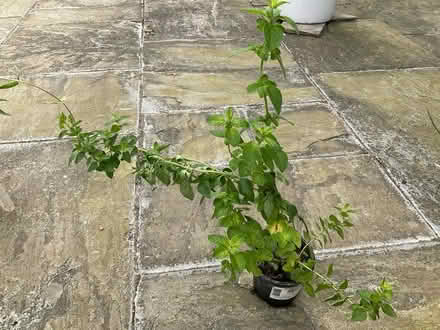 Photo of free Oregano (World’s End Burgess Hill) #1