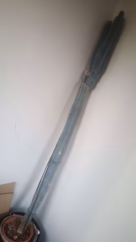 Photo of free tall cacti (New Greens AL3) #1