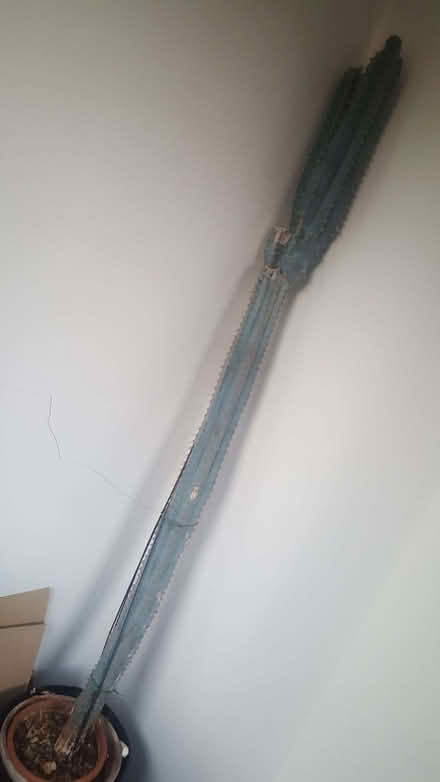 Photo of free tall cacti (New Greens AL3) #1