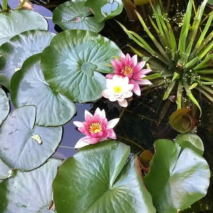 Photo of free Water lily corm (Surrenden BN1) #1