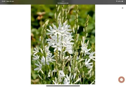Photo of free Camassia bulbs (World’s End Burgess Hill) #2