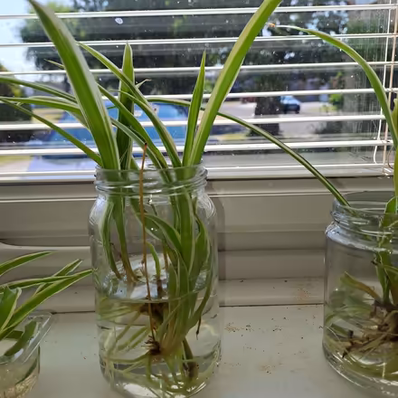 Photo of free Spider plant babies (Orton Waterville) #4