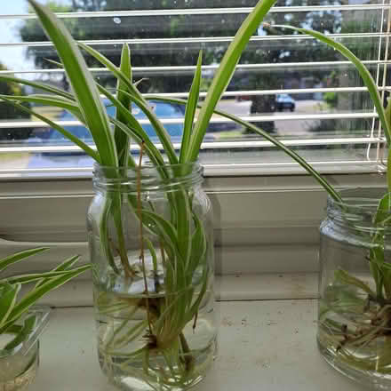 Photo of free Spider plant babies (Orton Waterville) #4