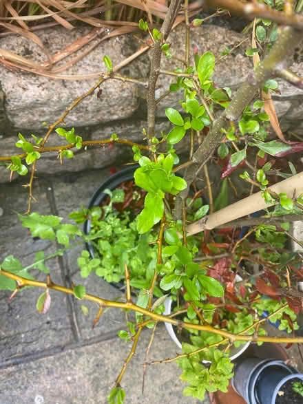Photo of free Pyracanthus (red berries) (Sandyford) #2