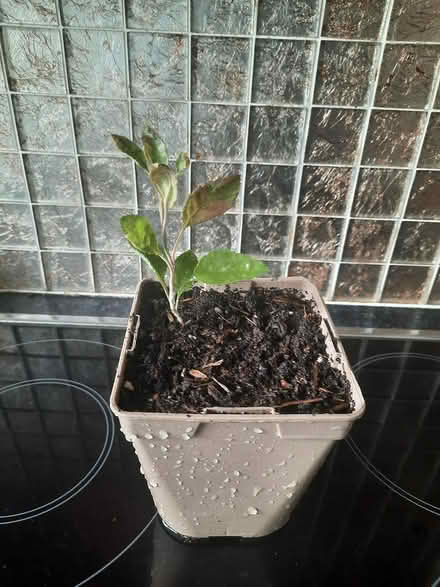 Photo of free Ash Tree seedling (Morden SM4) #1