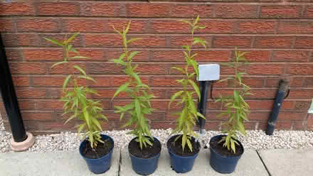Photo of free Peach trees (Caldy Valley CH3) #1