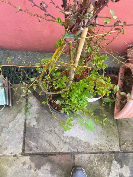 Photo of free Pyracanthus (red berries) (Sandyford) #4
