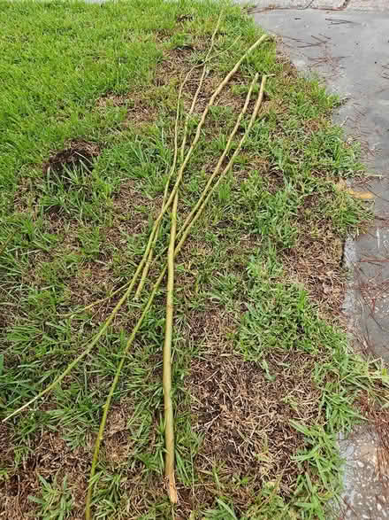 Photo of free Moringa branches to start new trees (Clearwater, Keene and Druid Rd) #1