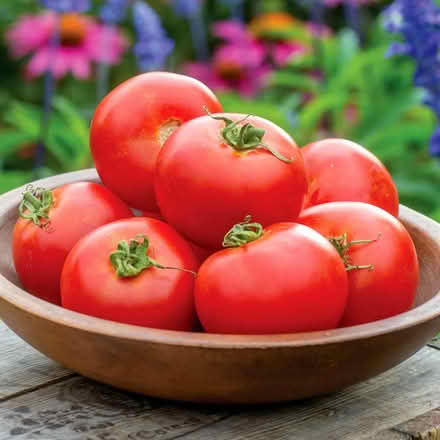 Photo of free Tomato Plants (Polegate) #1
