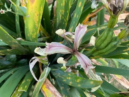 Photo of free plants (Mottingham) #4