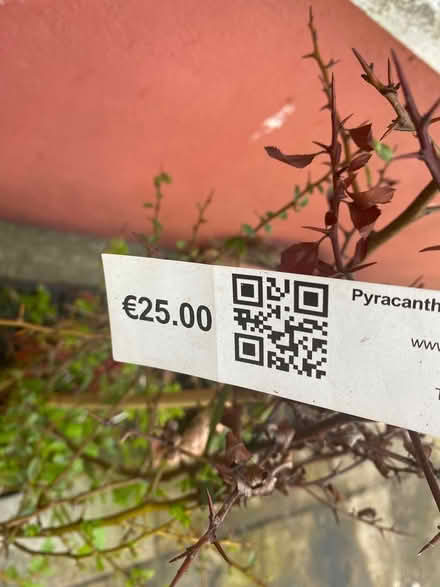 Photo of free Pyracanthus (red berries) (Sandyford) #3