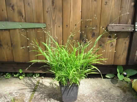 Photo of free Ornamental grass plant (Cambuskenneth FK9) #1