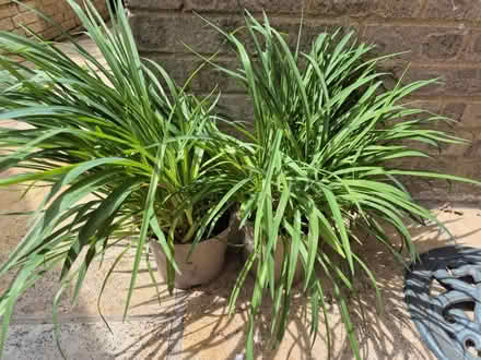 Photo of free Day lily (Heybridge CM9) #1