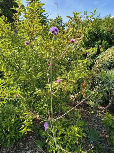 Photo of free Verbena Bonariensis Seedlings (Fiveways Brighton) #3