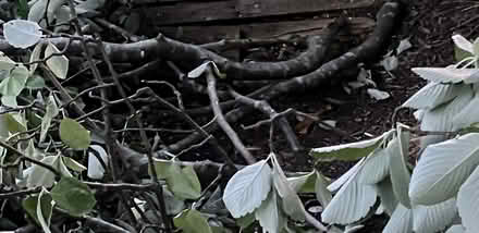 Photo of free Tree branches (Belle Isle, LS10) #3