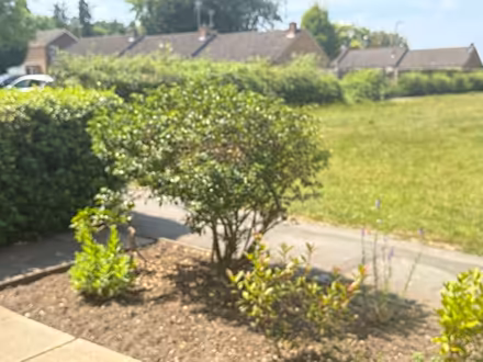 Photo of free Garden bushes. X1 large Holly bush (Bracknell RG12) #1