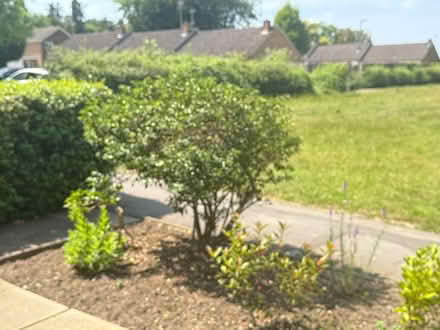 Photo of free Garden bushes. X1 large Holly bush (Bracknell RG12) #1
