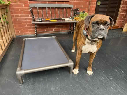 Photo of free Indestructible dog bed/hammock (North Downtown Charlottesville) #1