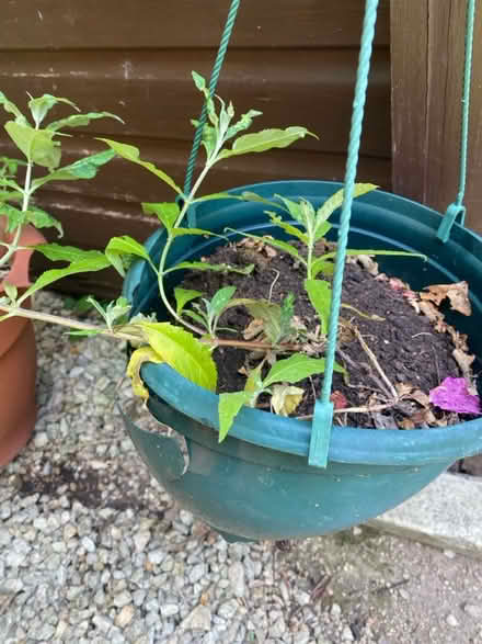 Photo of free Two Buddleia Plants and others (BA11) #2
