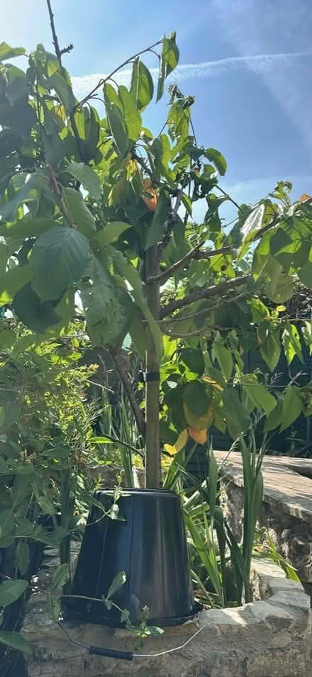Photo of free Cherry tree (Paulton) #1
