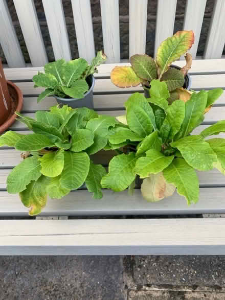 Photo of free 4 Primula Plants (Bakewell DE45) #1