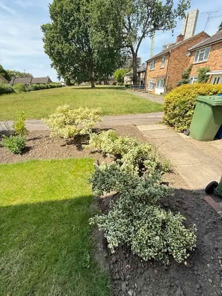 Photo of free Garden bushes. X1 large Holly bush (Bracknell RG12) #3
