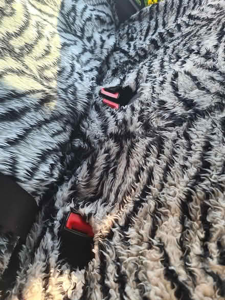 Photo of free Fake fur car seat covers (BS5) #2