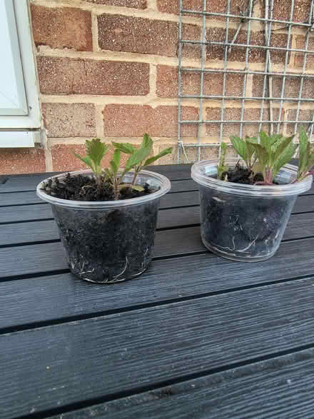 Photo of free Verbena Bonariensis Seedlings (Fiveways Brighton) #1