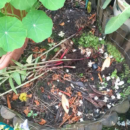 Photo of free Garden Lily tubers, 6, perennials (Livingston EH54) #2