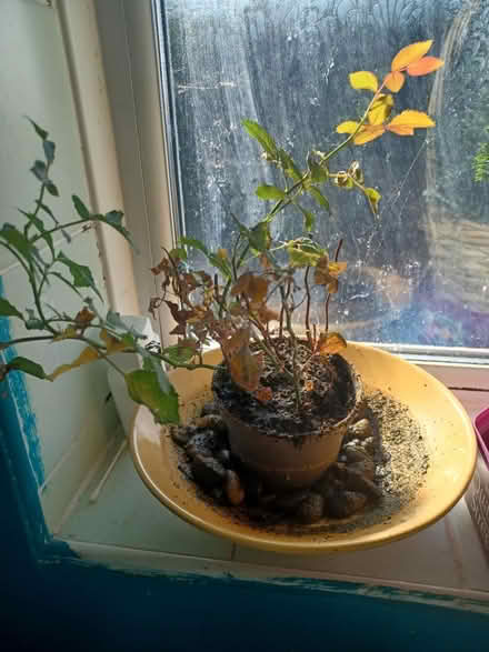 Photo of free Indoor rose (Cheddington) #1