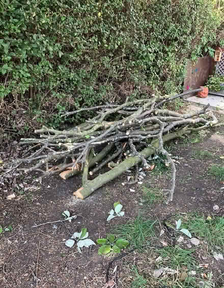 Photo of free Tree branches (Belle Isle, LS10) #1