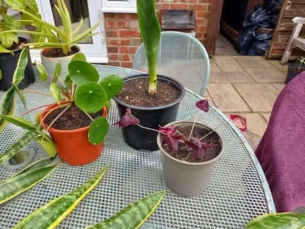 Photo of free House plants (Sutton Lane Ends SK11) #1