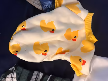 Photo of free Doggy raincoat and sweaters (Wood-Ridge) #2