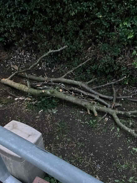 Photo of free Tree branches (Belle Isle, LS10) #1