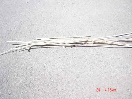 Photo of free Canes (BA2) #1