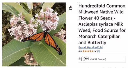 Photo of free MILKWEED Seeds (Central Mississauga) #1