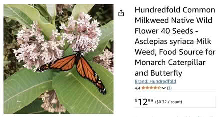 Photo of free MILKWEED Seeds (Central Mississauga) #1